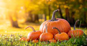 Tuesday Tips - Pumpkins! and National Squash Day